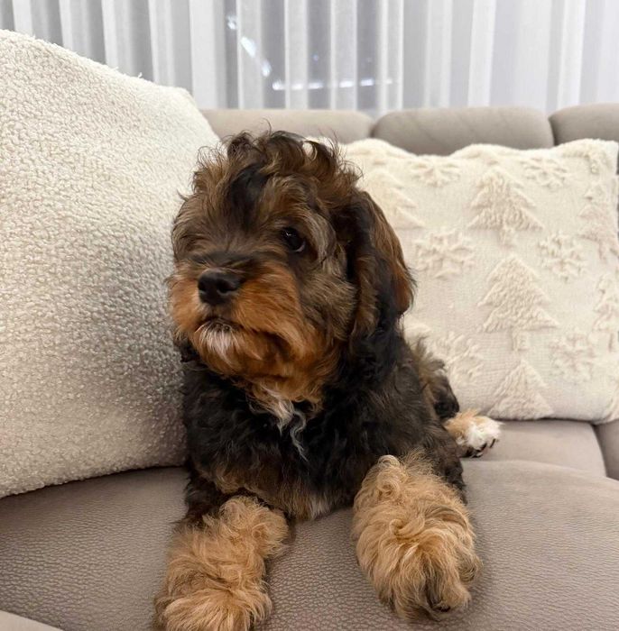 Szczeniak Cavapoo Do Odbioru Hybryda Ras Dziewczynka