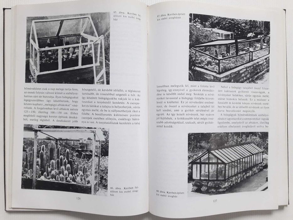 Цветущий кактус. На венгерском языке.