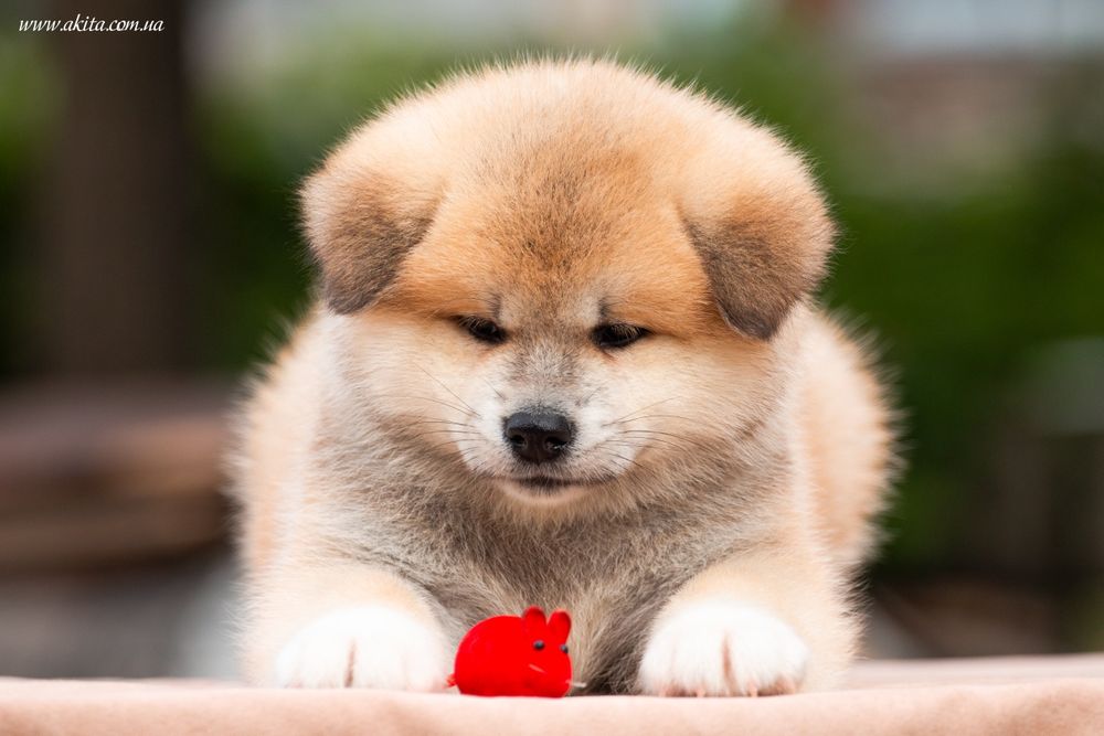Акіта,   японська акіта,  Хатіко