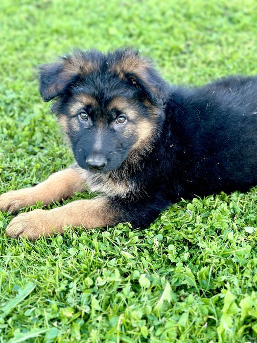 Цуценята німецької вівчарки,дві красуні.