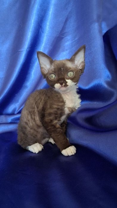 Devon Rex koczenta WGF