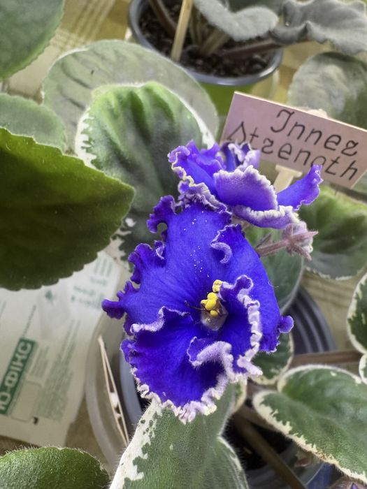 Фіалки розпродажа колекції