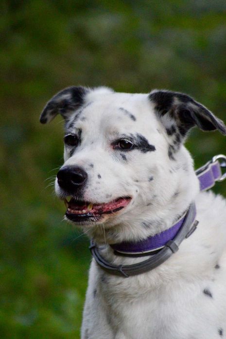 Do adopcji duży i energiczny pies w typie dalmatyńczyka