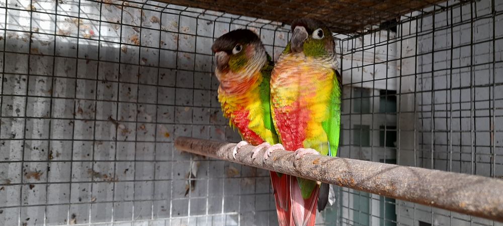 Kakarikis para cedência