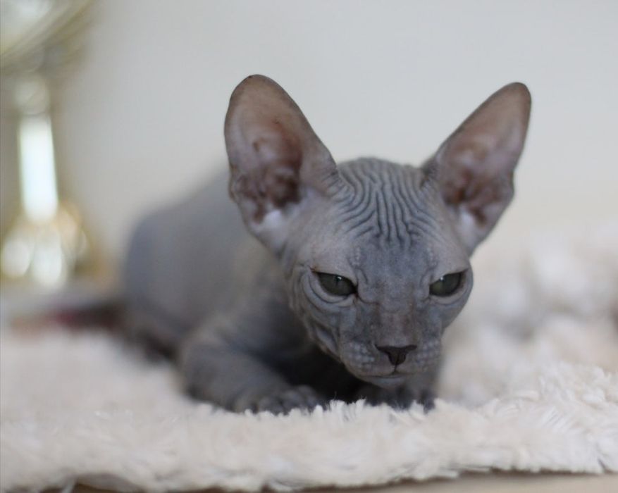 Кошеня Донського сфінкса