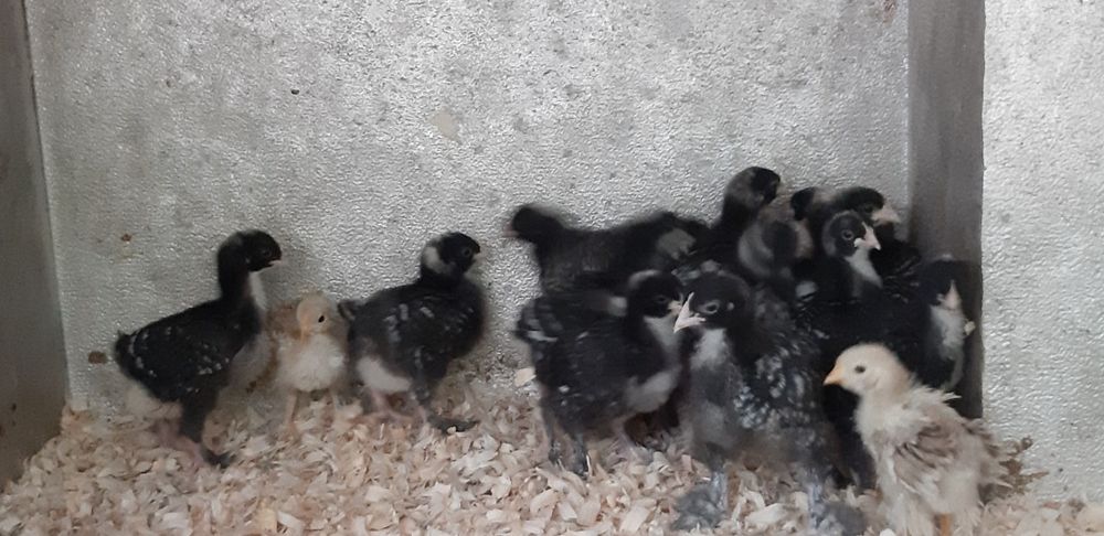 Alguns pintos de raça disponíveis