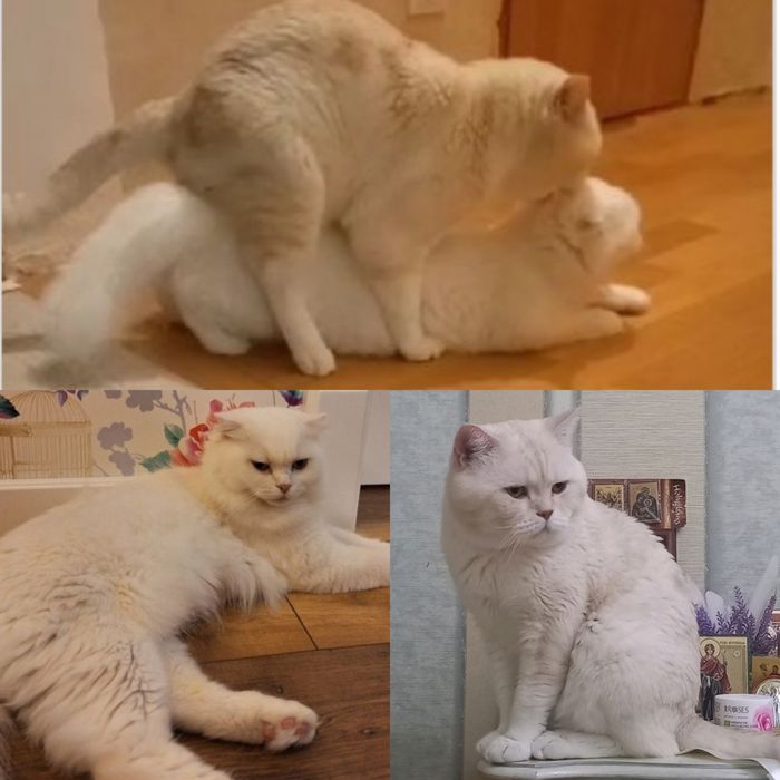 Знижка.До дня закоханих.Шотландські кошенята,котики, продам, висловухі