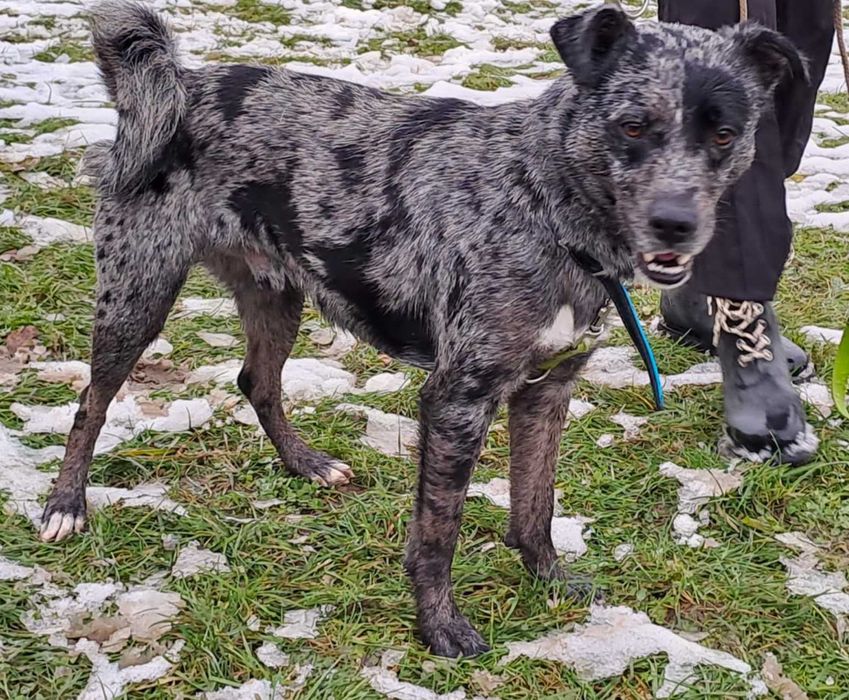 Bober-mniejszy border collie szuka doświadczonego domu !