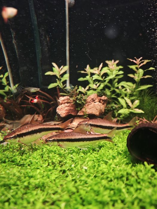 Comedor de algas siamês JUMBO