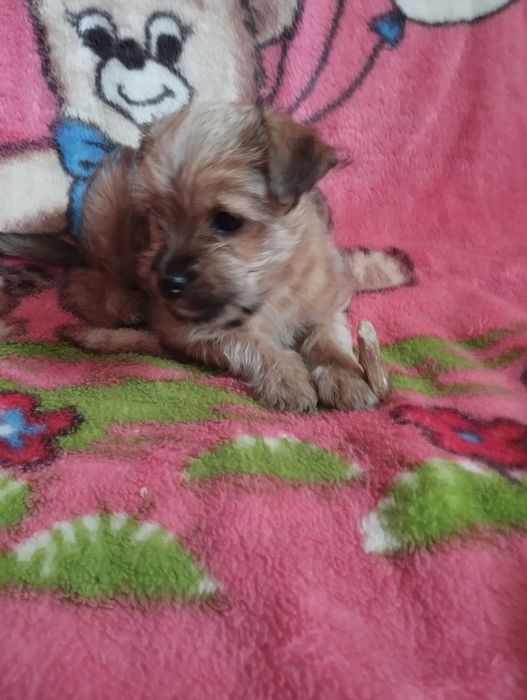 Щенки метисы йорка