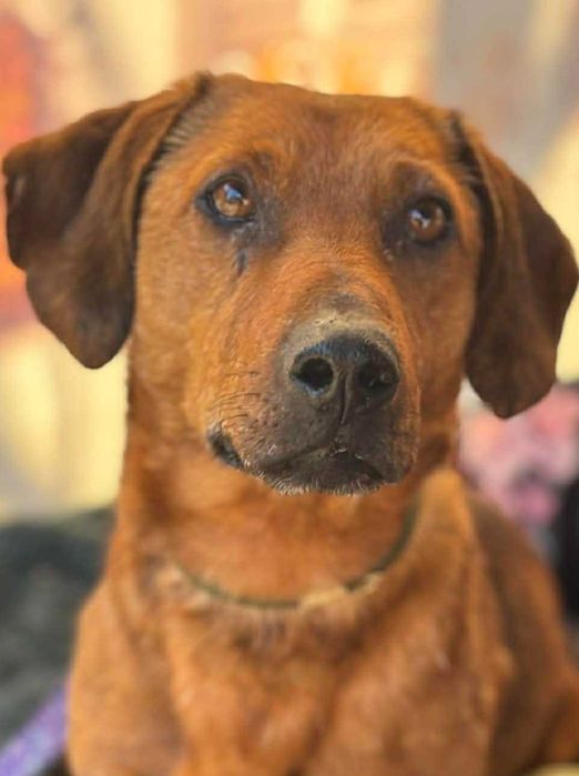 Jamnikowaty chłopak pilnie szuka domu