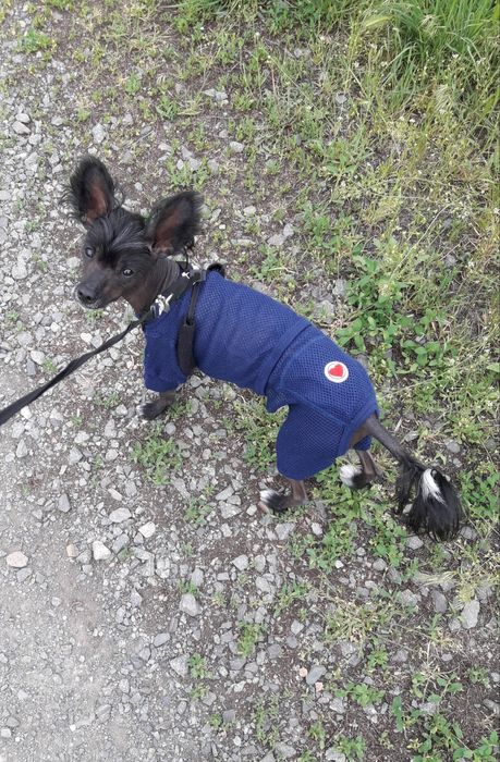 Китайская хохлатая девочка