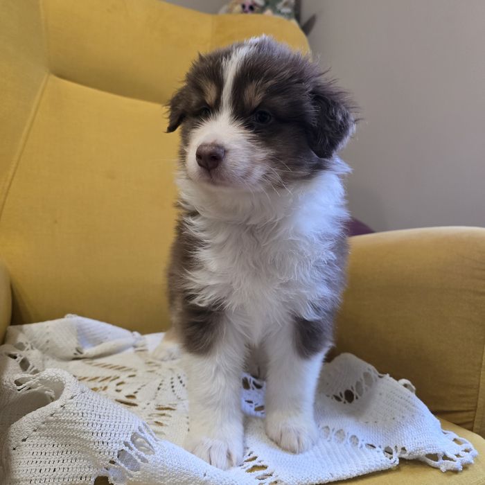 Owczarek australijski FCI suczka juz do odbioru