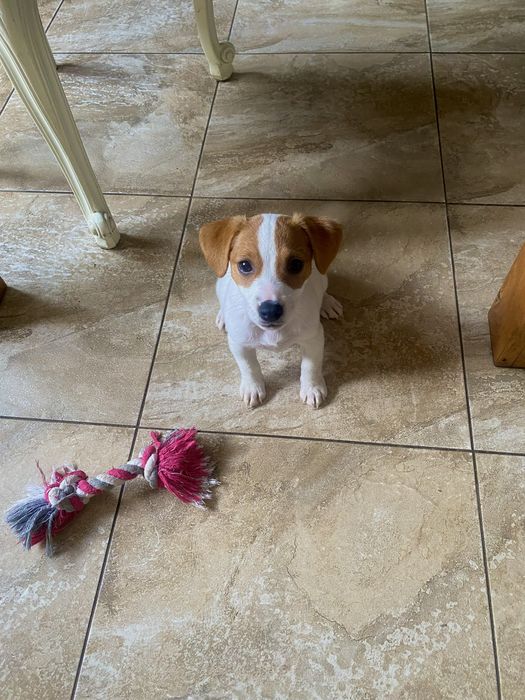 Шикарні джек рассел терʼєри - документи FCI