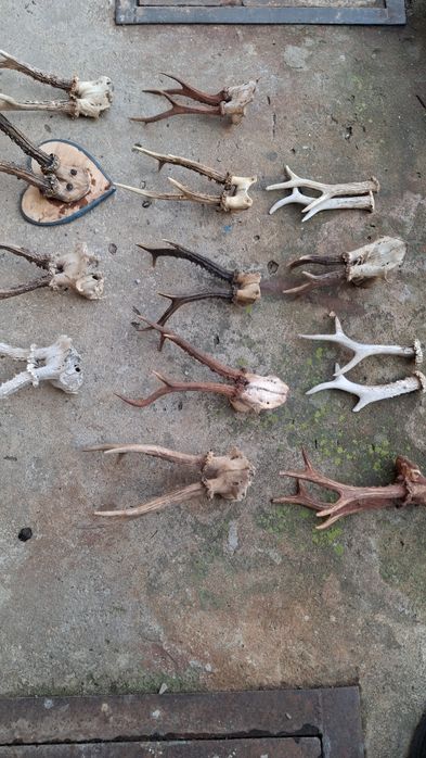 Рога косулі різні