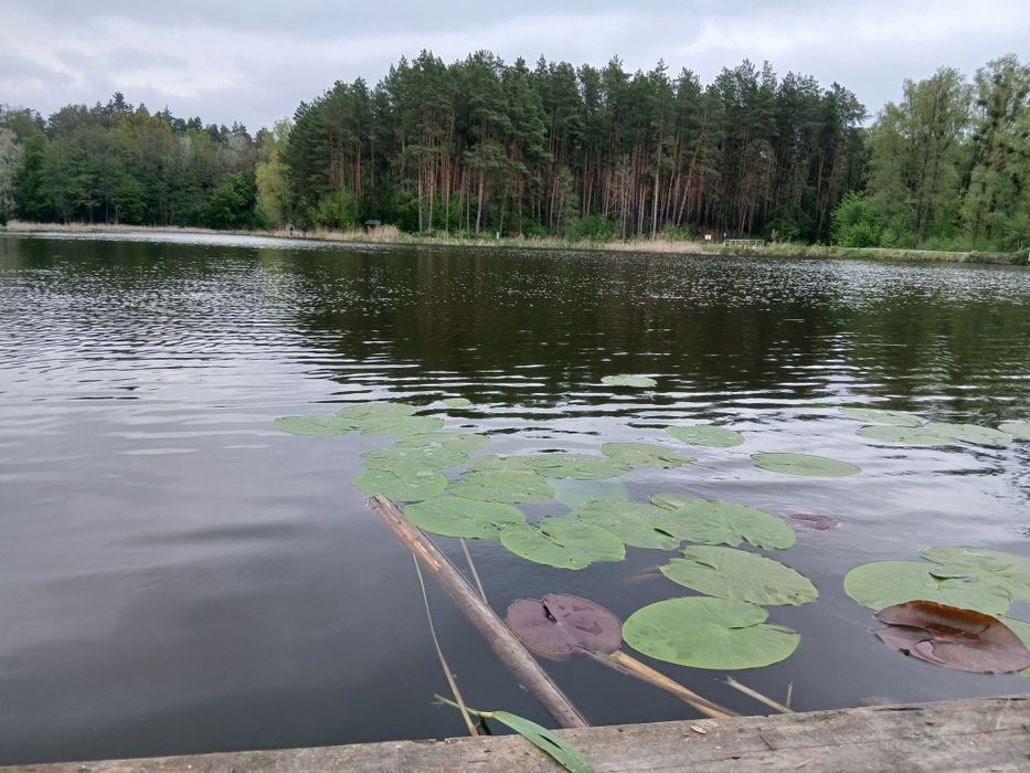 Ділянка з видом на ліс та водойму