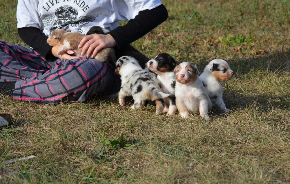 Ауссі/Австралійська вівчарка!Київ,або відправлю. Є "Оплата частинами"