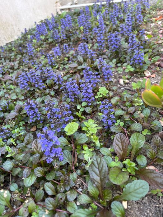 Planta  Ajuga reptans Atropurpurea 1€  e  hera