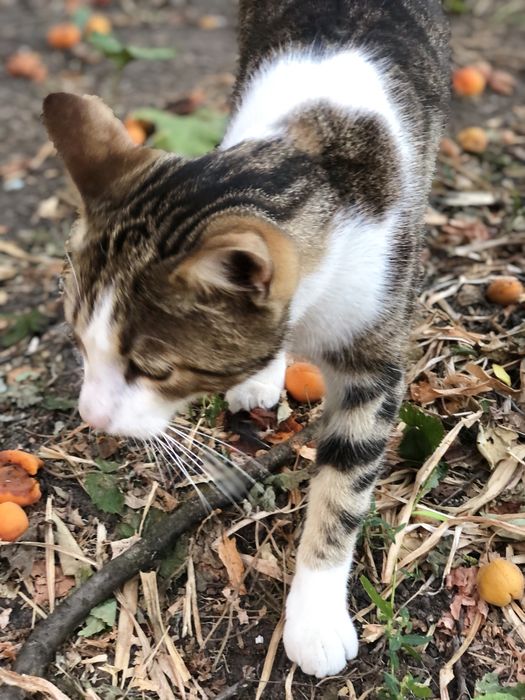 Котик 3 года,отдам надежным людям.