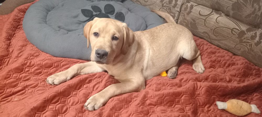 Шикарний хлопчик чекає на маму і тата