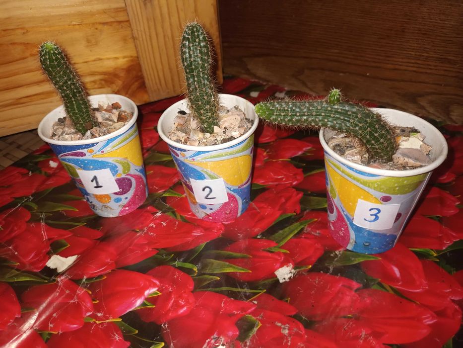 Эхмея, Ехмея, екзотична рослина