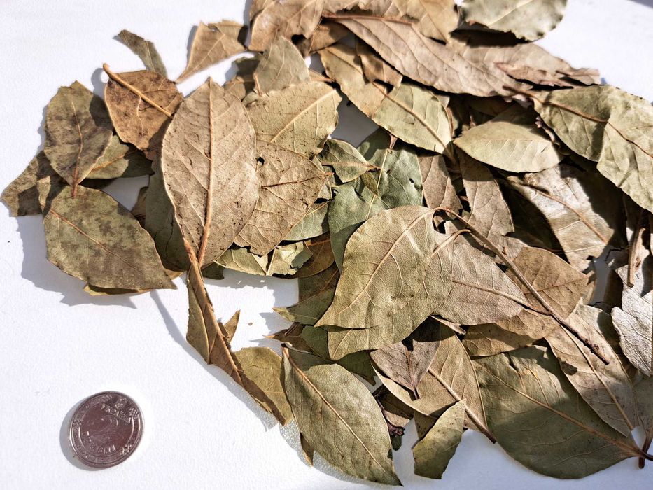 Лавровий лист лавровый