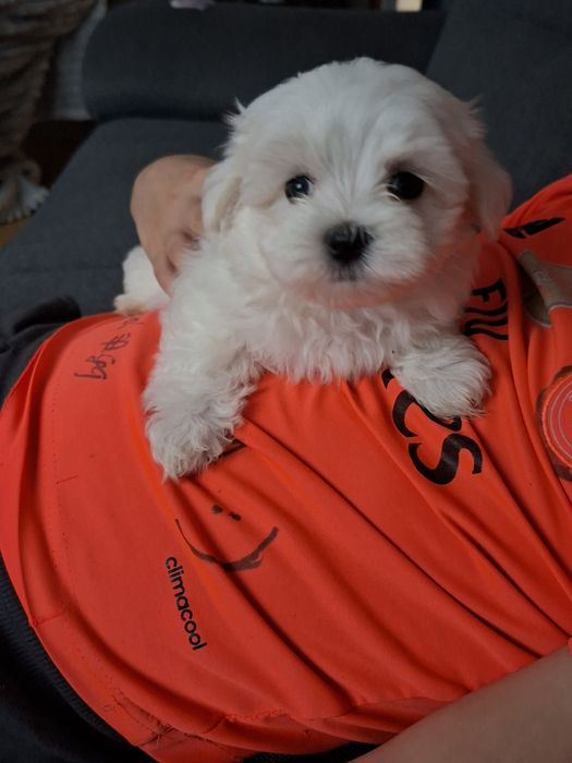 Maltanczyk ,,suczka,,