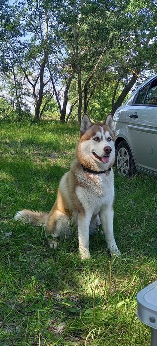 Хлопчик хаскі для в"язки