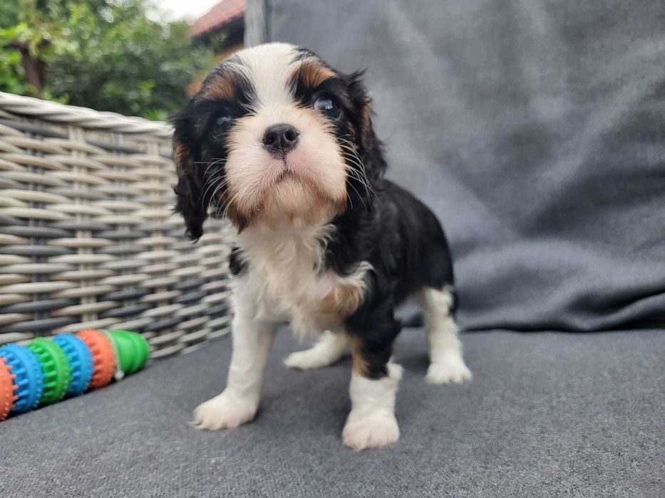 Cavalier King Charles Spaniel FCI