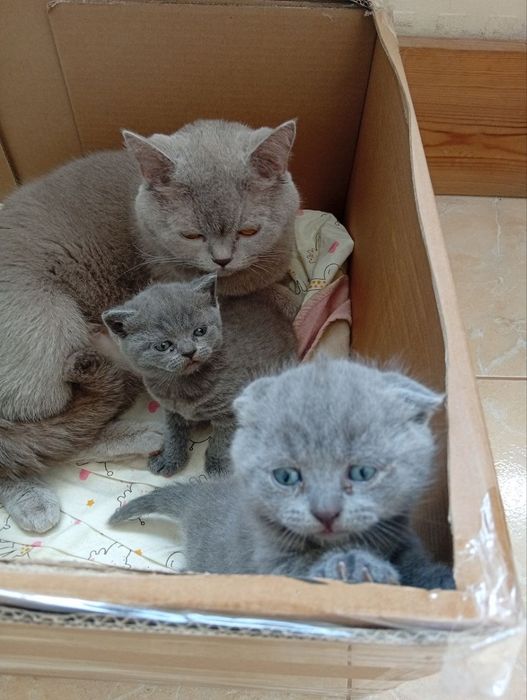 Шотландські котенята
