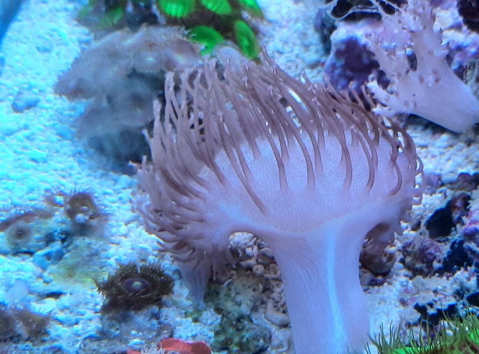 Corais de fáceis  manutenção