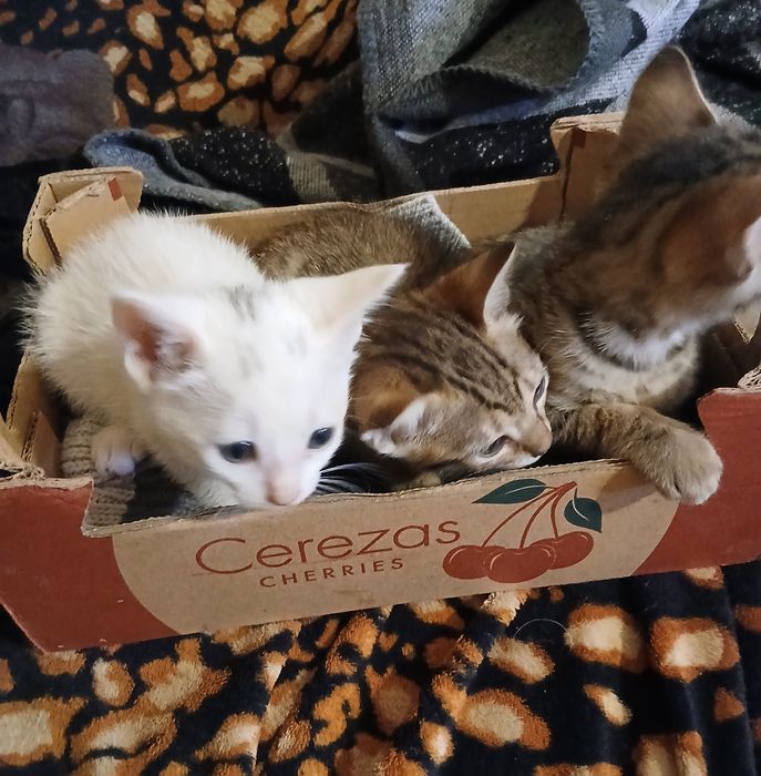 Encontrei no campo 3 lindas gatinhas
