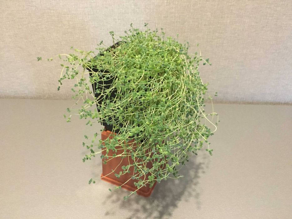 Очиток седум сукулент