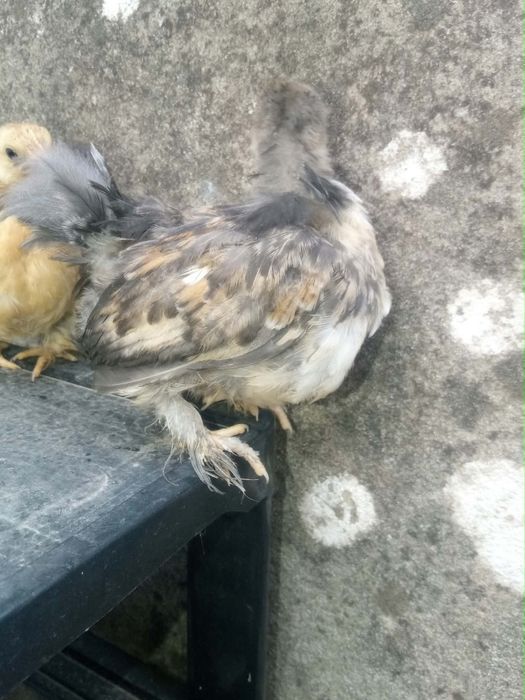 Pekins Várias Mutações