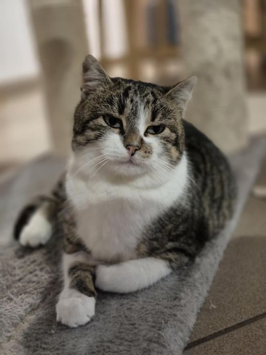 Pusia szuka domu jako jedynaczka – kotka po kastracji,