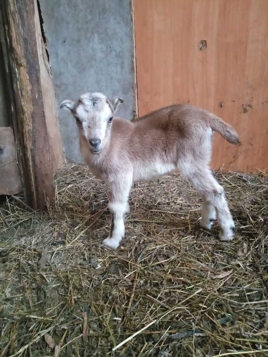 Козочка ламанче-нубійська