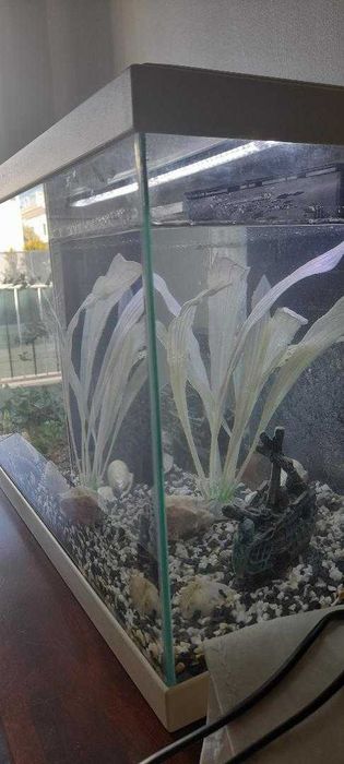 Aquário de peixes agua
