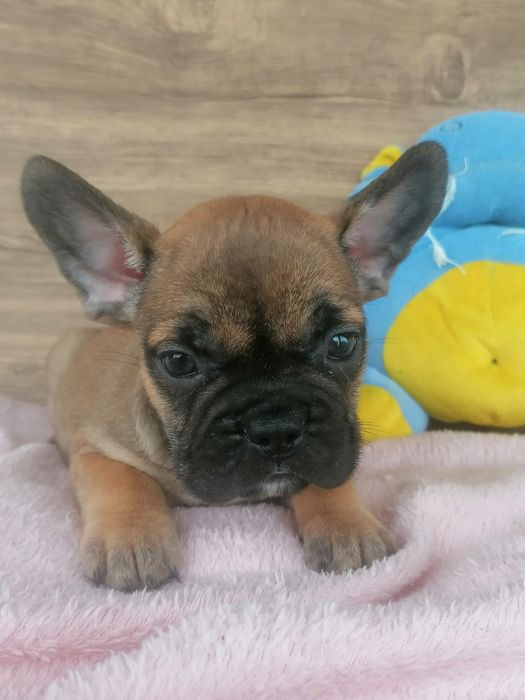 Bulldog francês red fawn