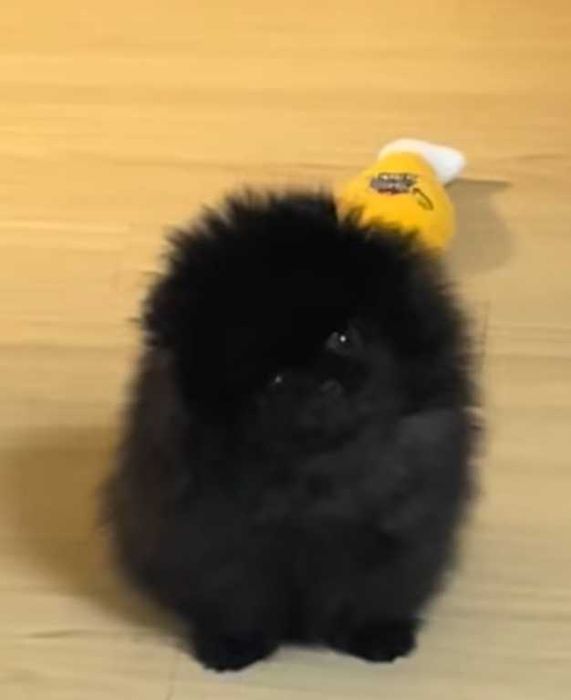 Okazja!!! Mini miś pomeranian