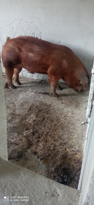 Штучне запліднення(осіменіння) свиноматок