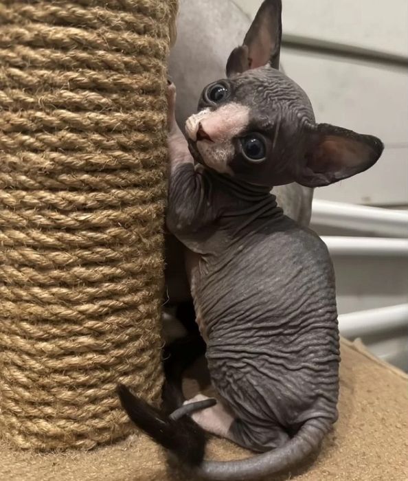 Канадский сфинкс котята