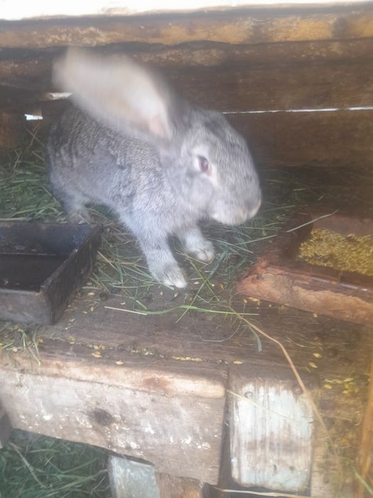 Різні породи кролів.