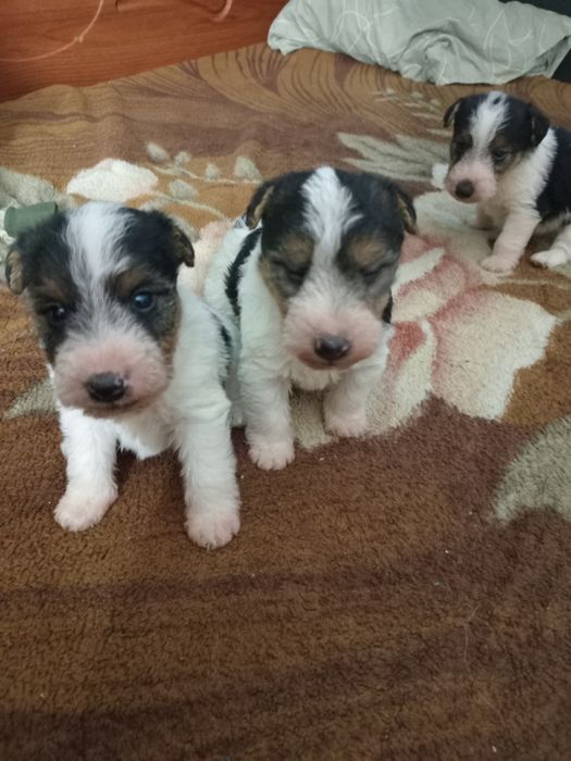 Фокстер'єр жорсткошерстний