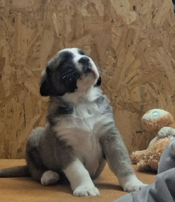 Owczarek Środkowoazjatycki szczenięta