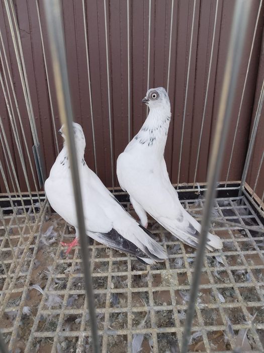 Para winerów po 100 zł sztuka