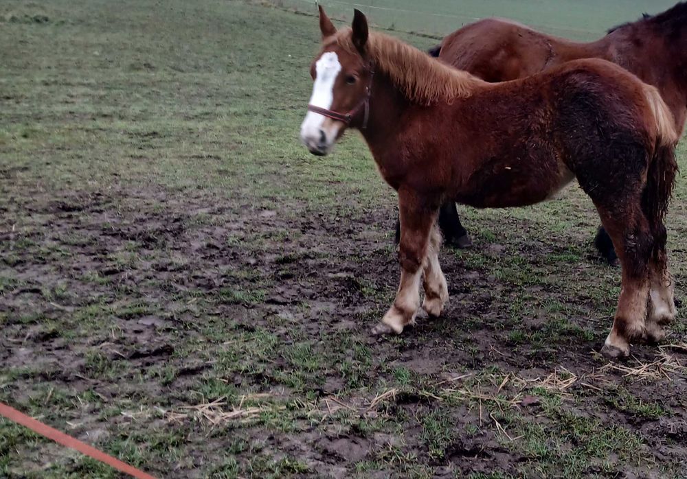 Klacz 7 miesięcy  kasztanka