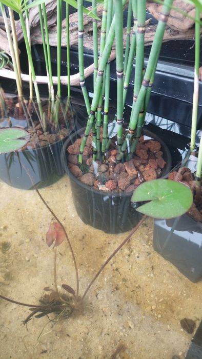 Plantas para lagos