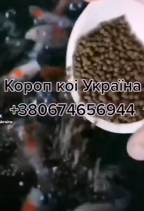 Короп коі ціна, ставкова риба, коі опт, великі коі,мікс коі,зоомагазин