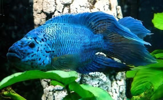 Jack Dempsey Eletric Blue