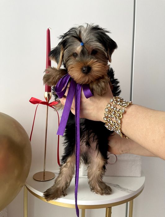 VIP Йорки — Вибери свого маленького друга вже зараз